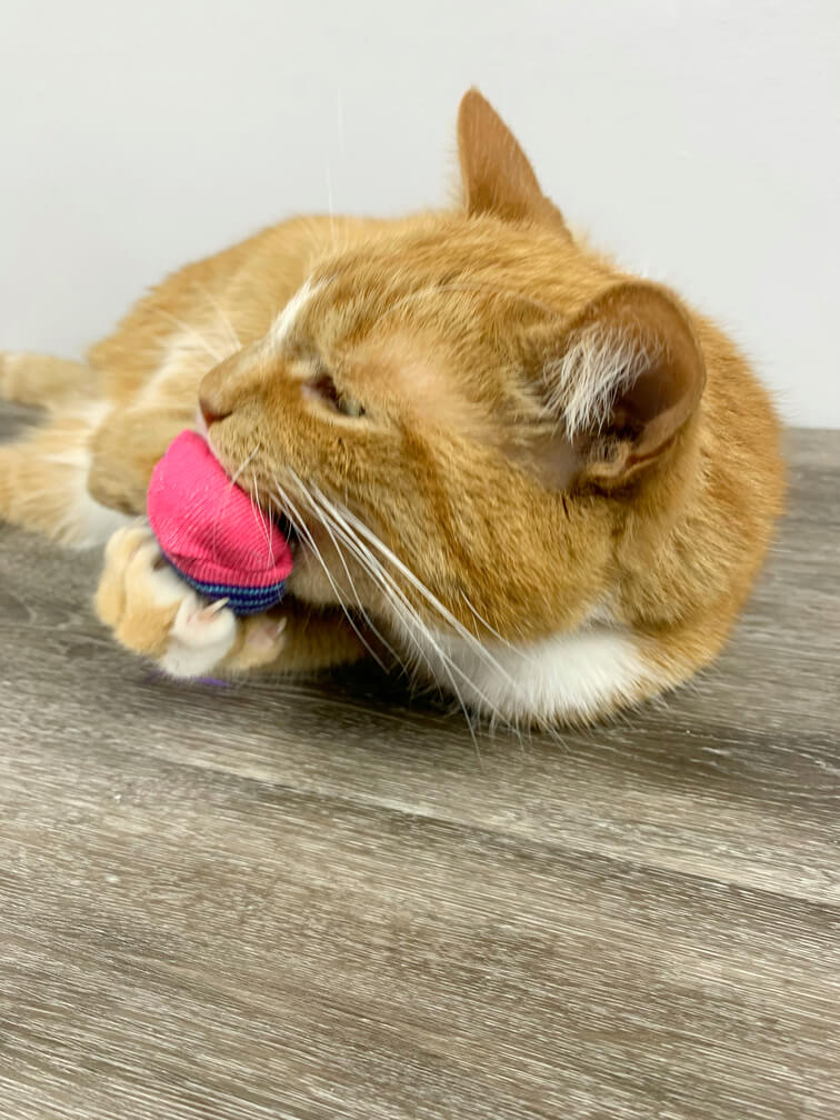Diy Catnip toy for indoor cat